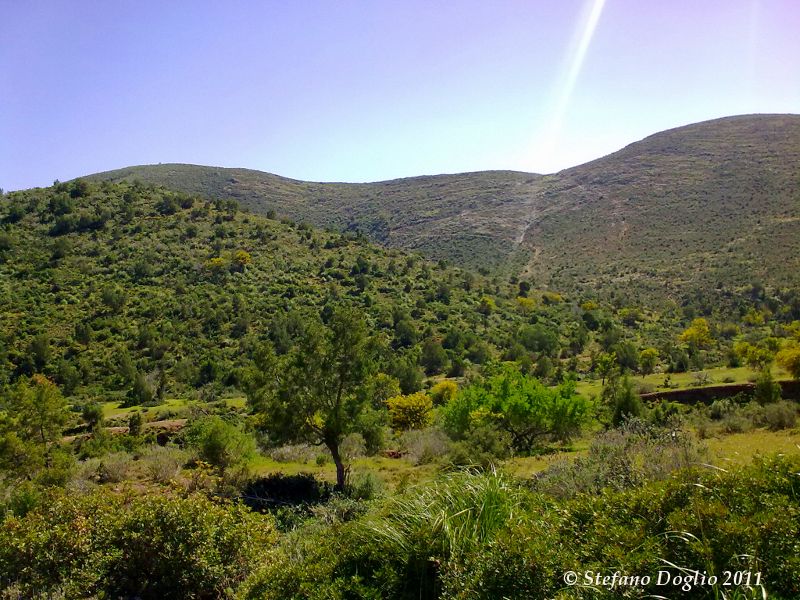 camaleonte in Marocco
